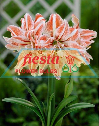dancing queen bulbs flowered hippeastrum amaryllis double flower fiestabulbs nz fiesta