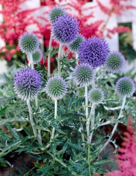 Echinops - Ritro Miscellaneous Perennials Potted Perennials Potted ...