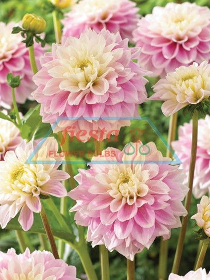 Sweet Love Decorative Dahlias Flower Bulbs ::. Fiesta Bulb ...