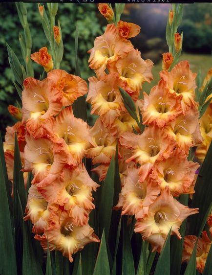 Giant Flowered Gladioli Gladioli ::. Fiesta Bulb Marketing